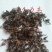 鹿茸草种子稀有种子，野生纯鹿茸草种籽