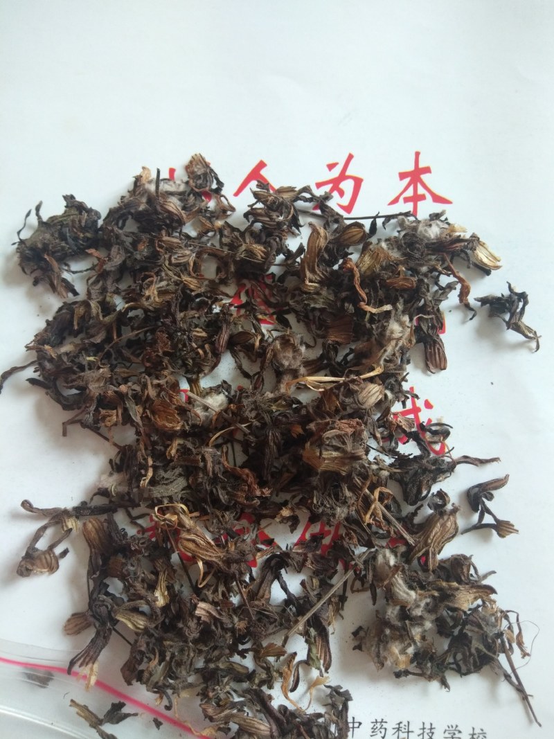 鹿茸草种子稀有种子，野生纯鹿茸草种籽