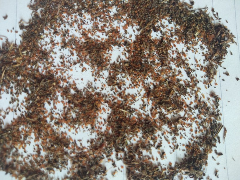 鹿茸草种子稀有种子，野生纯鹿茸草种籽