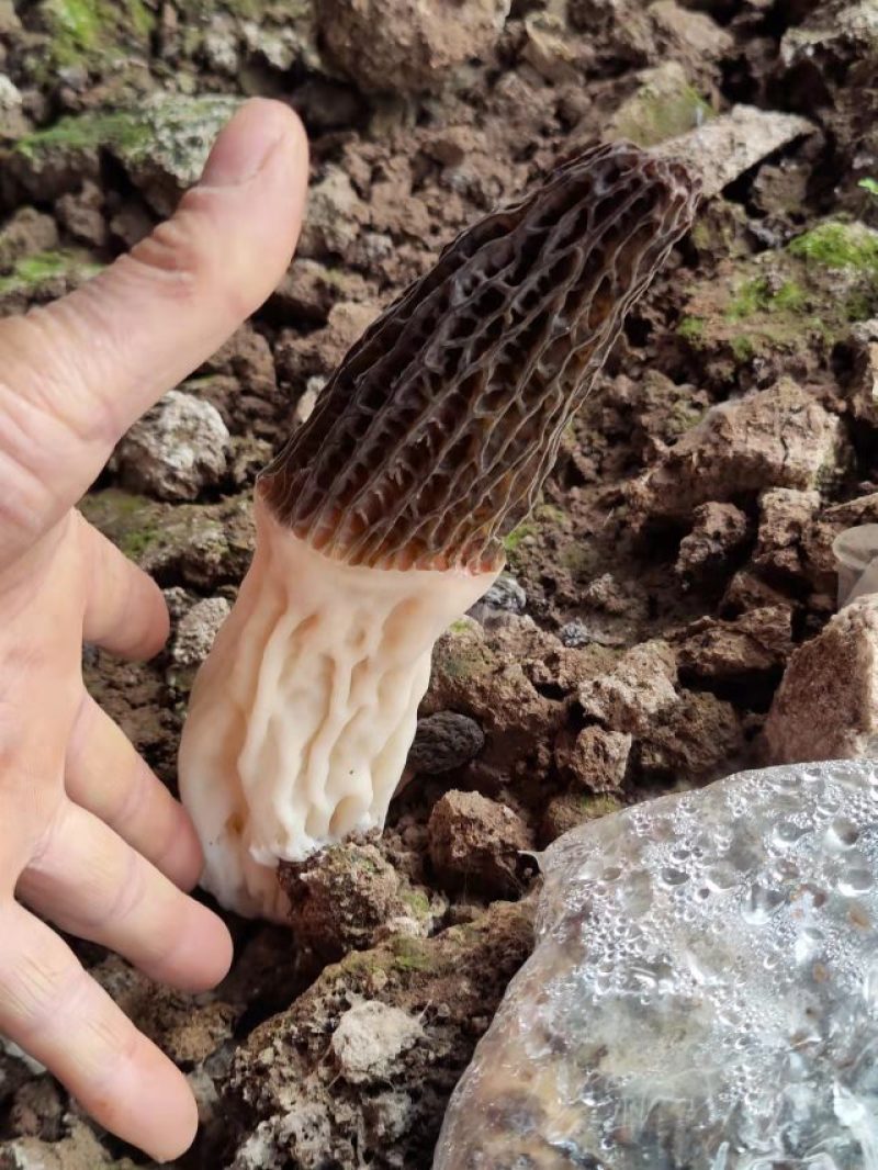羊肚菌菌种预定固体菌种液体菌种