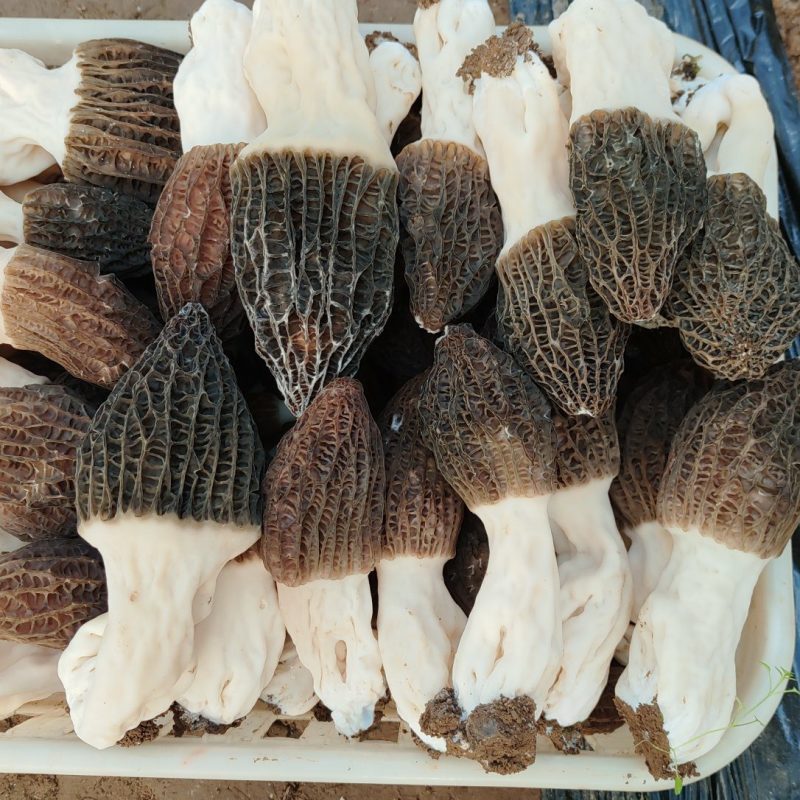 羊肚菌菌种预定固体菌种液体菌种