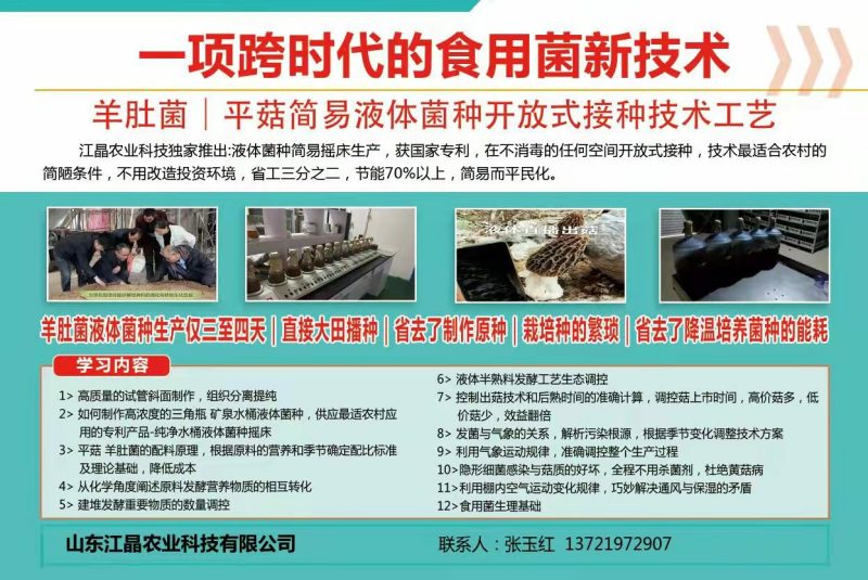 羊肚菌菌种预定固体菌种液体菌种