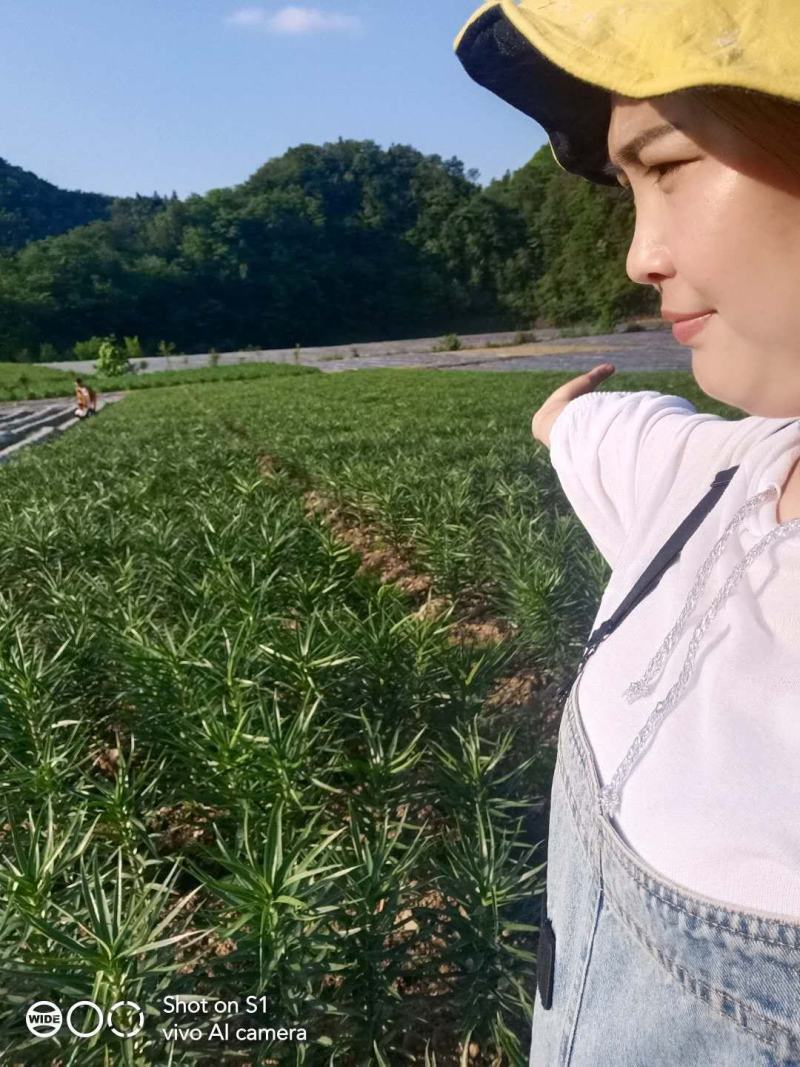 龙山百合干正品无硫新鲜食用百合干莲子干货湖南特产滋补养生