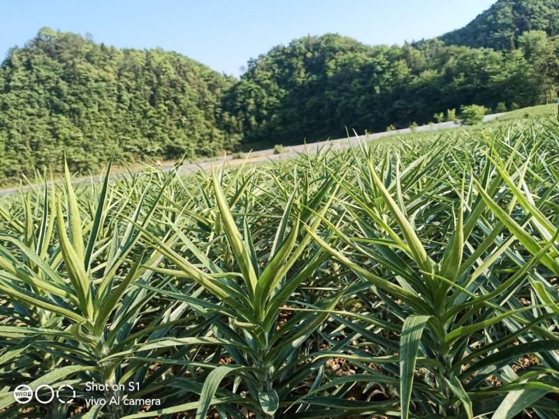 龙山百合干正品无硫新鲜食用百合干莲子干货湖南特产滋补养生