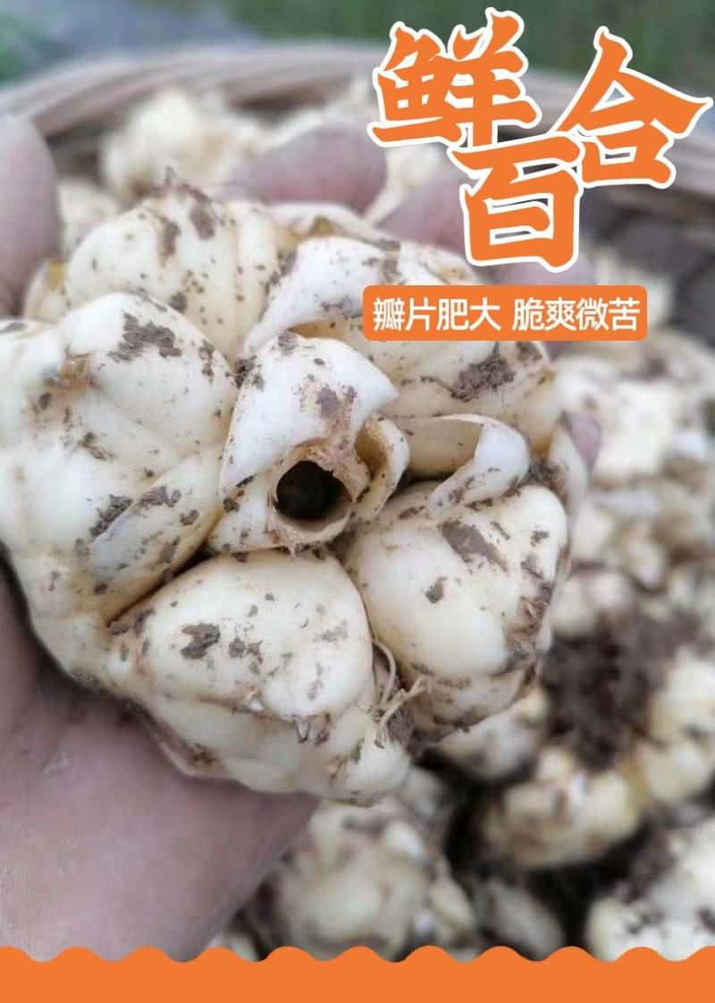 龙山百合干正品无硫新鲜食用百合干莲子干货湖南特产滋补养生