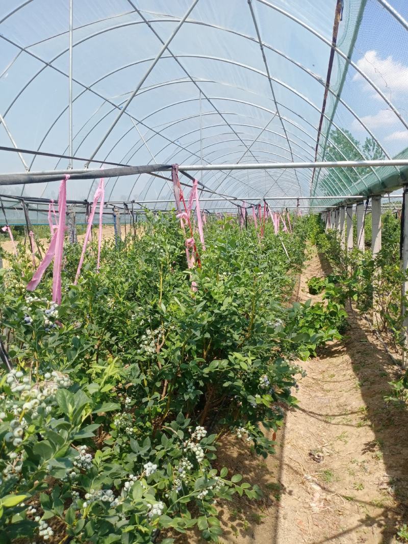 山东蓝莓基地直销，可供电商，批发零售，一件代发，代收