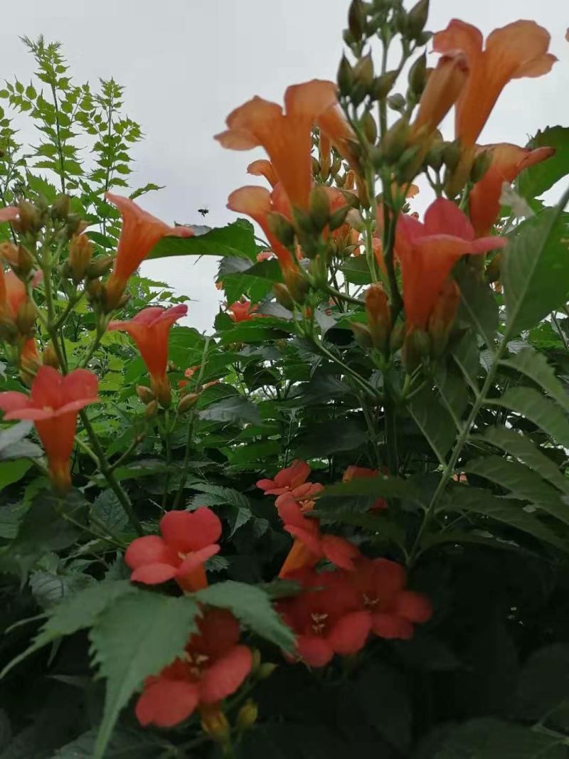 中药材凌霄花，当年新花，优等货，一级货，产地直销