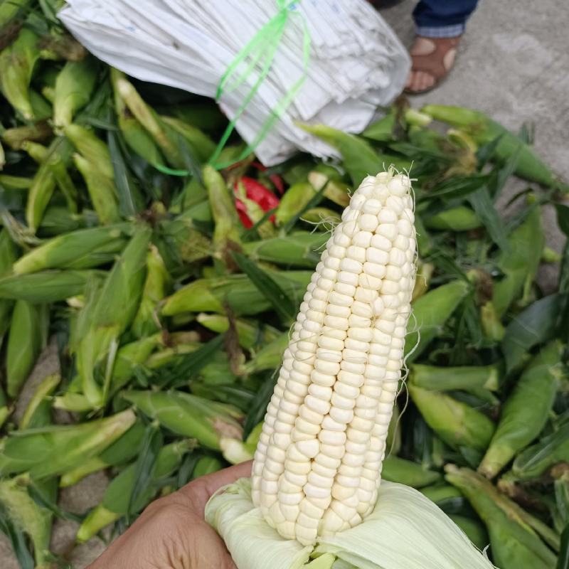 贵州精品万糯玉米