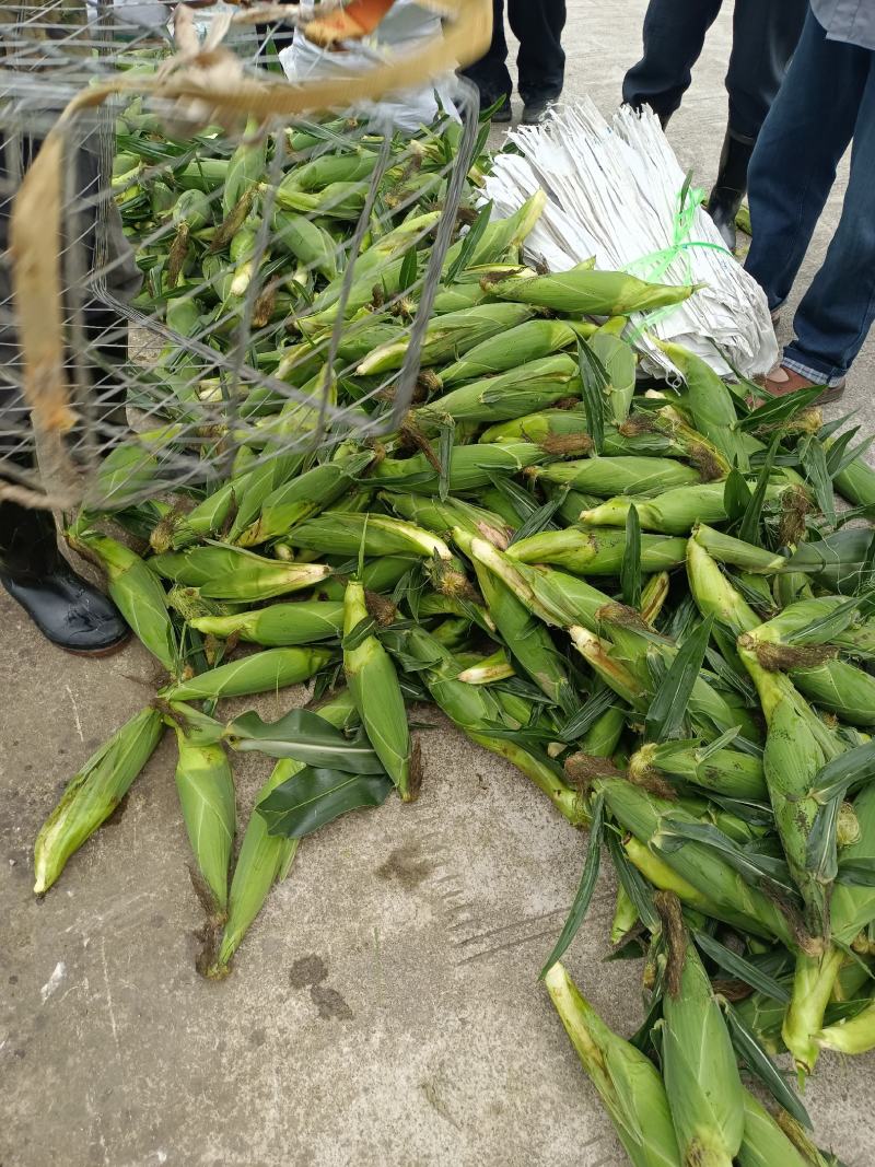 贵州精品万糯玉米