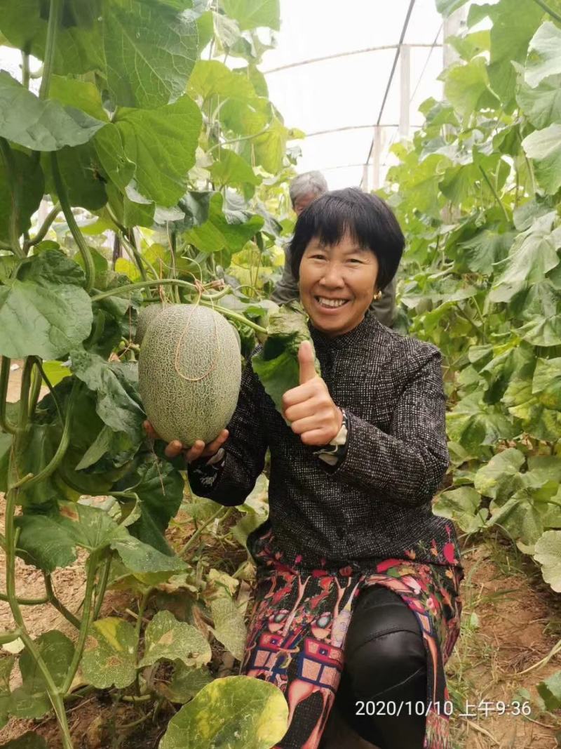 耀荣25F1哈蜜瓜种子大果抗病耐裂果含糖量高商品性一致