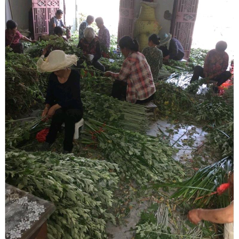艾草端午【安徽合肥】