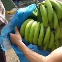 海南香蕉巴西蕉上车价