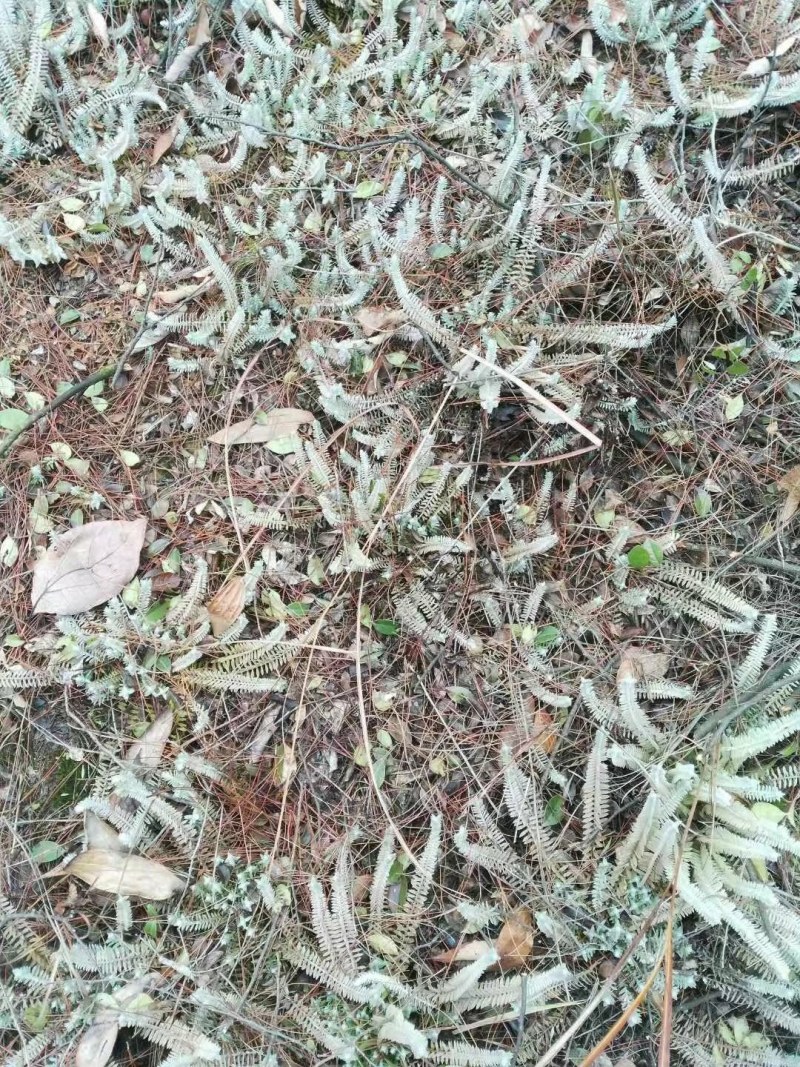 鹿茸草种子稀有种子，野生纯鹿茸草种籽