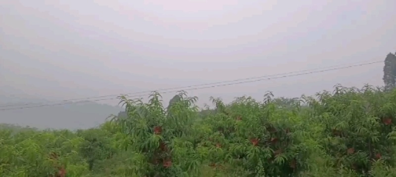黄金桃金阳一号