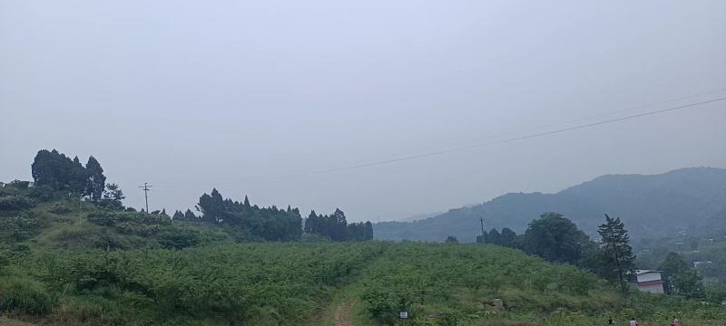 黄金桃金阳一号