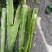 莴苣