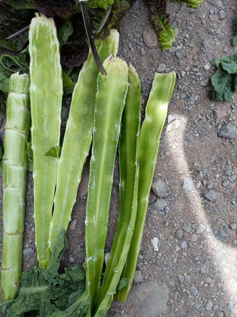 莴苣