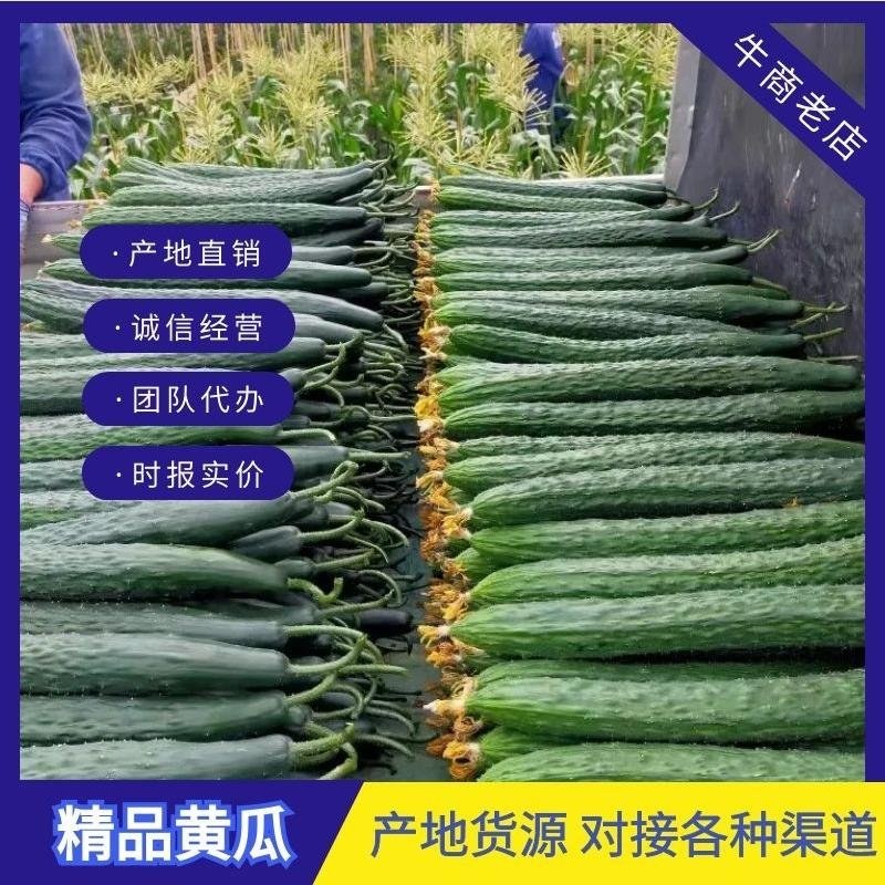 【密刺黄瓜】云南红河建水黄瓜条形好顺直按需求分拣打包全国