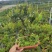 赤楠（盆景）基地直销精品造型盆景盆栽基地直销全国一件代发