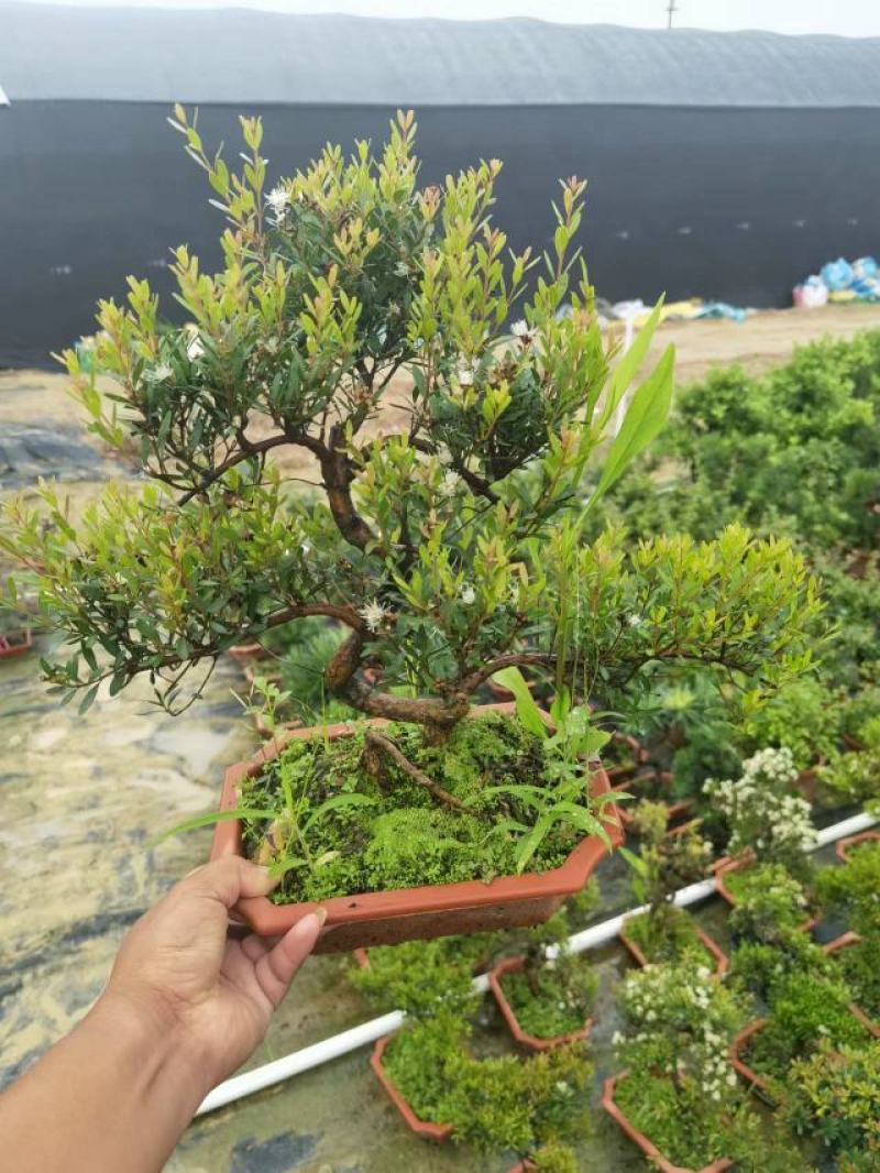 赤楠（盆景）基地直销精品造型盆景盆栽基地直销全国一件代发