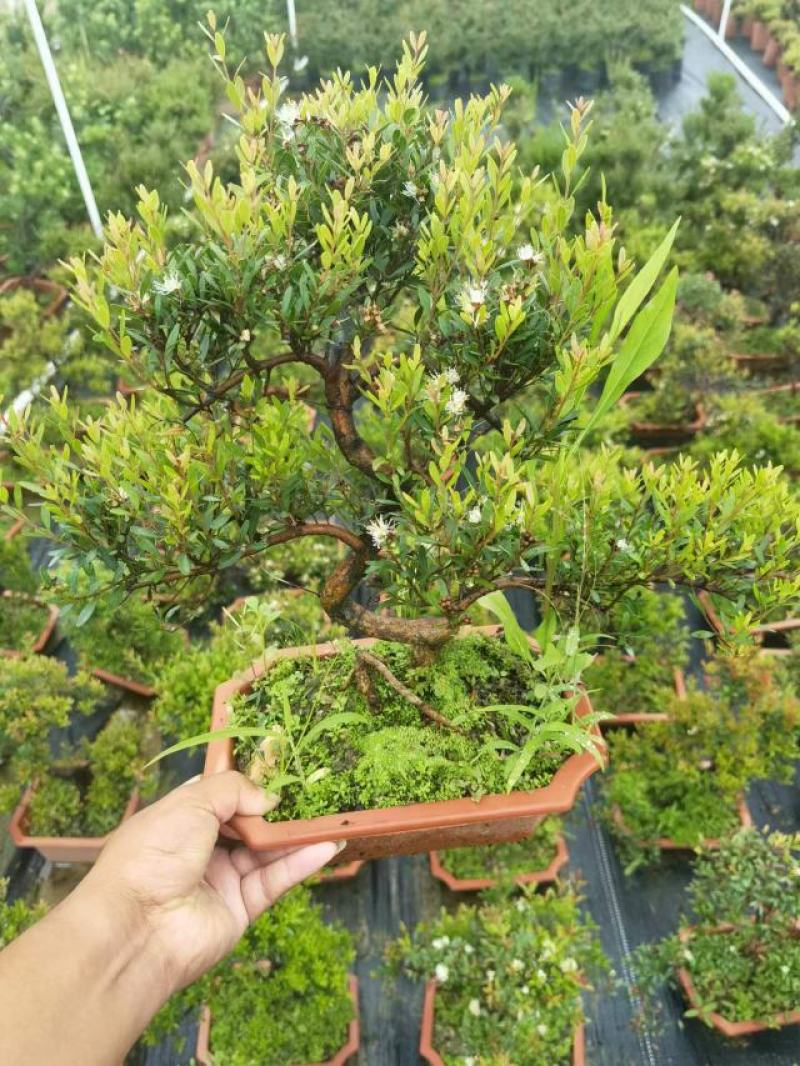 赤楠（盆景）基地直销精品造型盆景盆栽基地直销全国一件代发