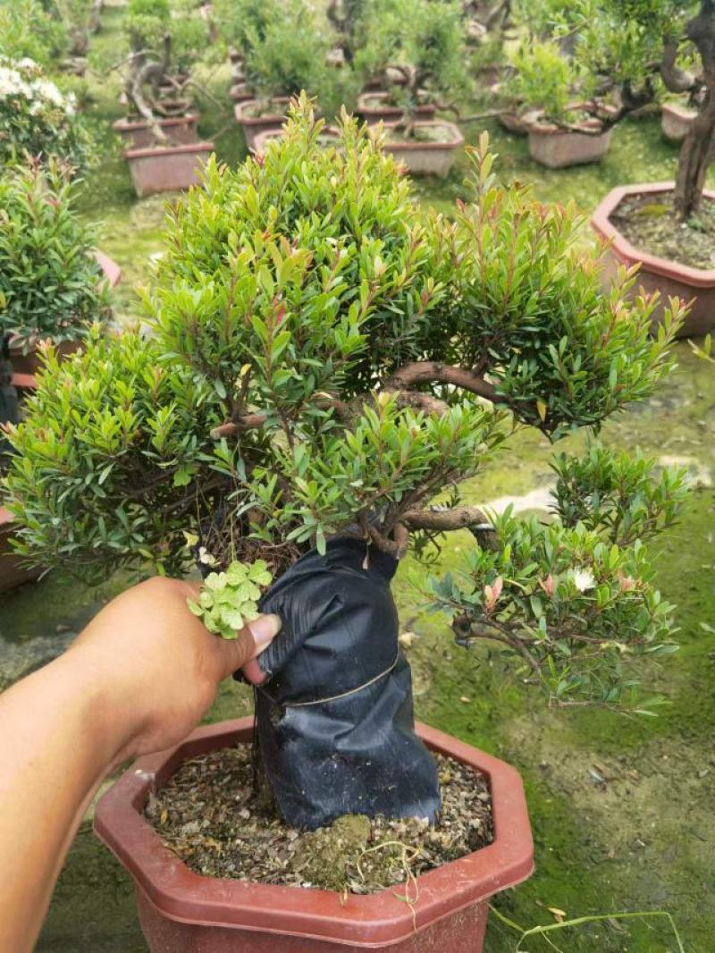 赤楠（盆景）基地直销精品造型盆景盆栽基地直销全国一件代发