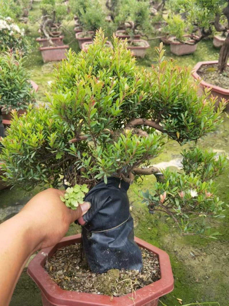 赤楠（盆景）基地直销精品造型盆景盆栽基地直销全国一件代发