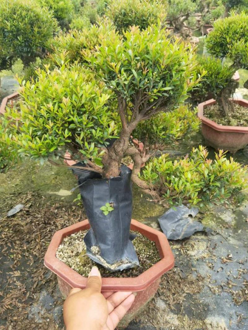 赤楠（盆景）基地直销精品造型盆景盆栽基地直销全国一件代发