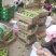 贵州李子大量有货四月李青脆李脆李