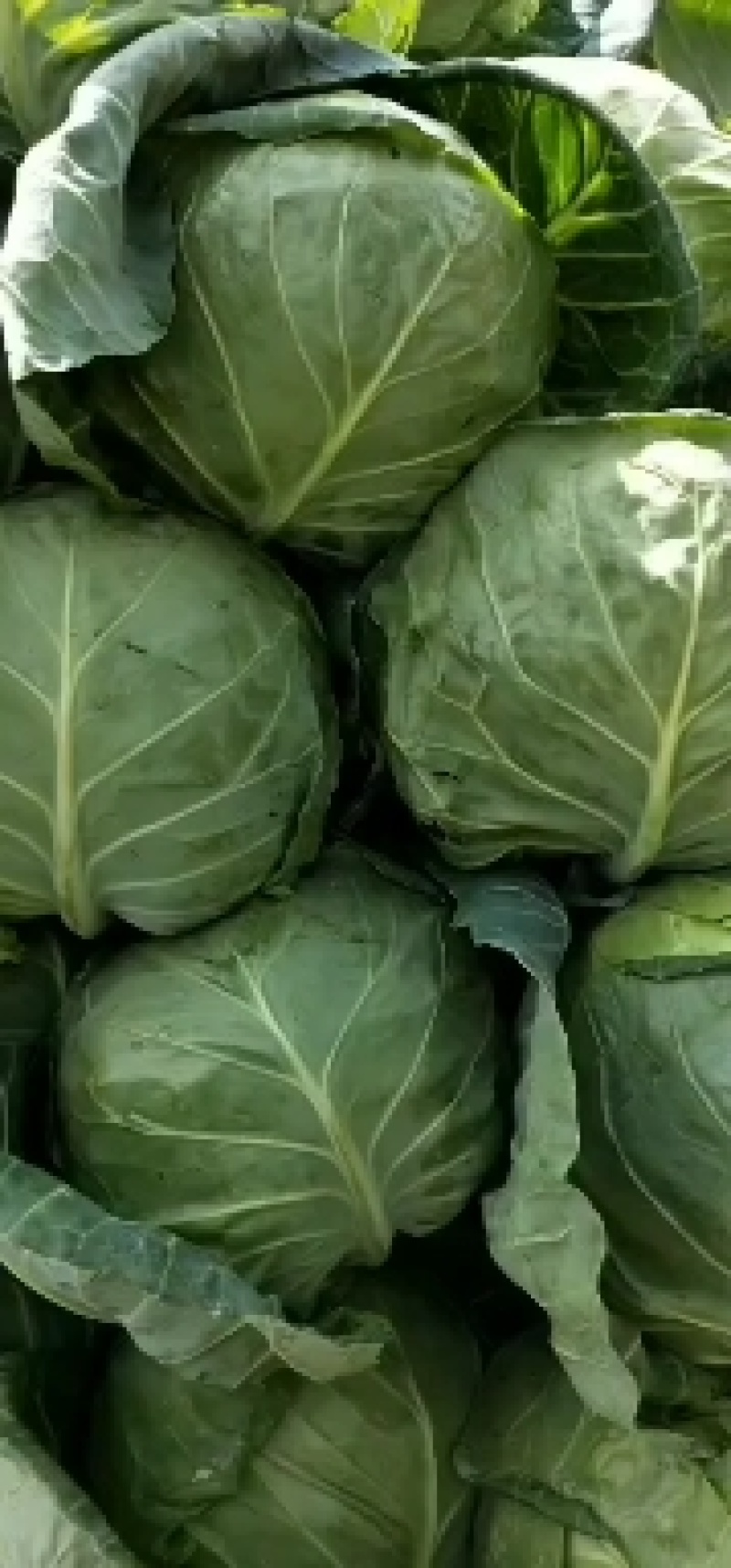结球均匀，颜色绿。