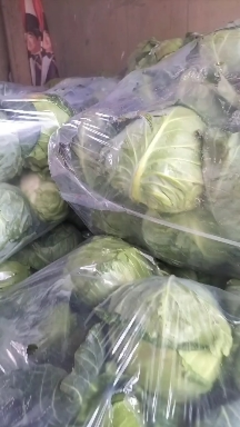 结球均匀，颜色绿。