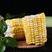 水果玉米精品甜玉米糯玉米玉米产地看货论价保质保量