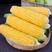 水果玉米精品甜玉米糯玉米玉米产地看货论价保质保量