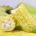 水果玉米精品甜玉米糯玉米玉米产地直发看货论价