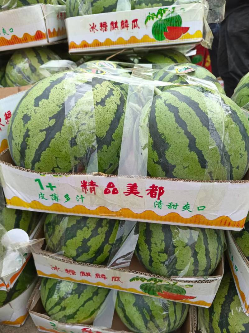 精品美都西瓜，大红瓤熟度好的西瓜，现摘现发的大西瓜