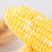 精品甜玉米水果玉米湖北产地玉米直销看货论价保质保量