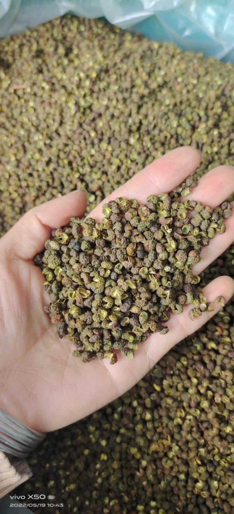 云南青花椒跑江湖地摊10元一碗模式批发一手货源食用麻椒