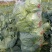 山西省蔬菜基地，精品甘蓝，大量上市。要的老板联系！