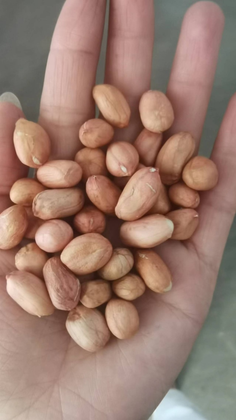 白沙花生米农家自产花生米食品加工大量批发袋装50斤