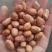 白沙花生米农家自产花生米食品加工大量批发袋装50斤