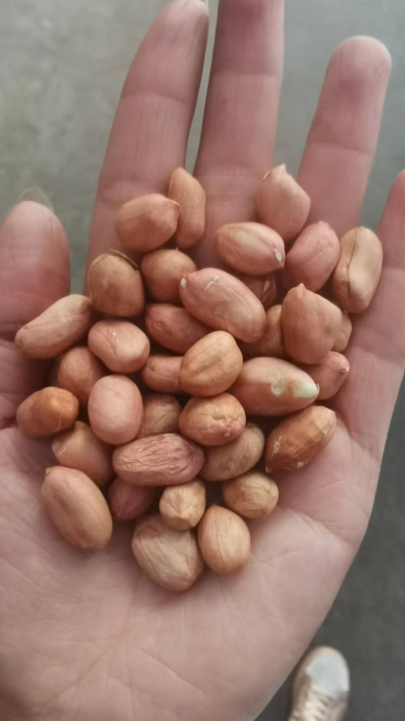 白沙花生米农家自产花生米食品加工大量批发袋装50斤