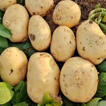 河南黄心土豆大量上市，产地现挖现发，质量保证