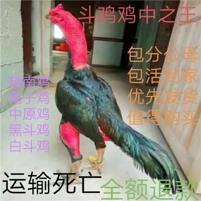 斗鸡苗