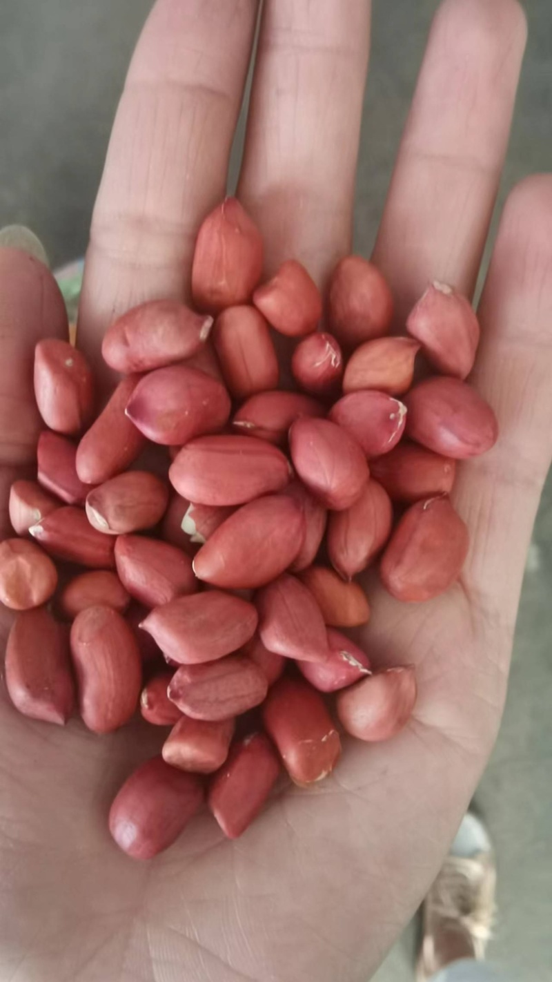 红皮花生米东北四粒红花生米食品加工现货袋装48斤