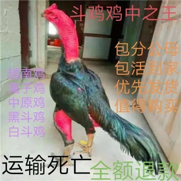 斗鸡苗