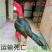 斗鸡苗