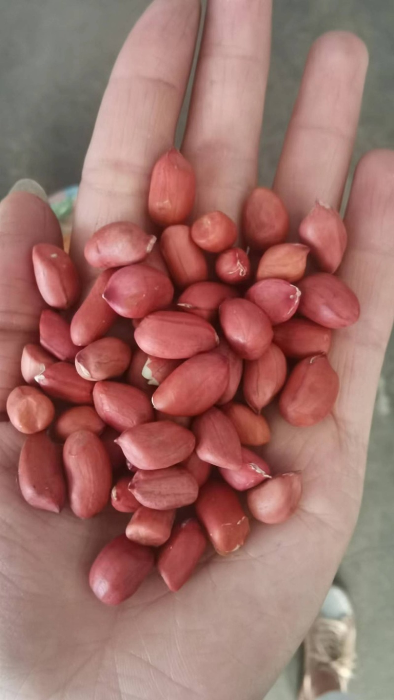 红皮花生米东北四粒红花生米食品加工现货袋装48斤