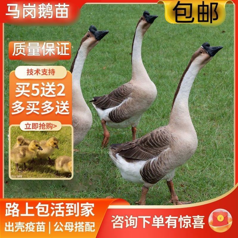马刚鹅苗合浦狮头鹅苗，汕头狮头鹅苗，阳刚鹅苗