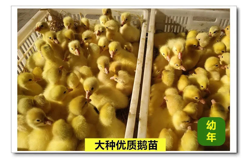 马刚鹅苗合浦狮头鹅苗，汕头狮头鹅苗，阳刚鹅苗