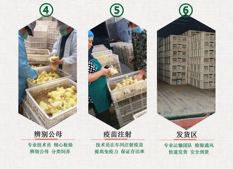 马刚鹅苗合浦狮头鹅苗，汕头狮头鹅苗，阳刚鹅苗